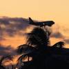 Virgin Atlantic Boeing 747 comming in in the sunset @ Barbados