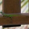 Visitor @ Seascape Beachhouse Barbados