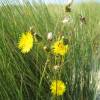 Flowers in the dunes @ Renesse