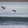 Pelicans flying over the surf @ Tortola's northshore