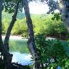 Mangroves on Tortola