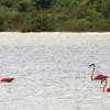 The flamingos @ Anegada's salt ponds