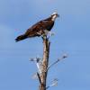 Eagle @ Anegada