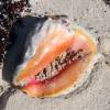 Conch shell on the beach @ Anegada