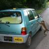 Monkey business @ Barbados; open the door i wanna go surfing!