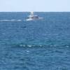 Whales @ Seascape Beach House Barbados