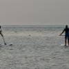 Seal checking out the SUP boards @ Renesse