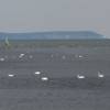 Windsurfer & swans with the Isle of Wight and 'the Needles' in the background