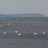 Windsurfer & swans with the Isle of Wight and 'the Needles' in the background