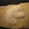 Fossile dinosaur footprint found in Lulworth Dorset 