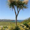 Subtropical Newquay in Cornwall