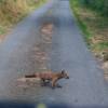 Fox crossing the road in Wales