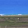 Cows & Surf in Andalucia