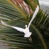 Egret taking off @ Seascape Beachhouse Barbados