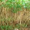 Mangroves @ Graeme Hall Barbados