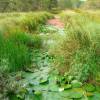 The last remaining wetlands of Barbados