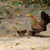 Bird, chicks and mama chicken @ Bats Rock Barbados