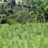 Sugercane & palmtrees @ Barbados